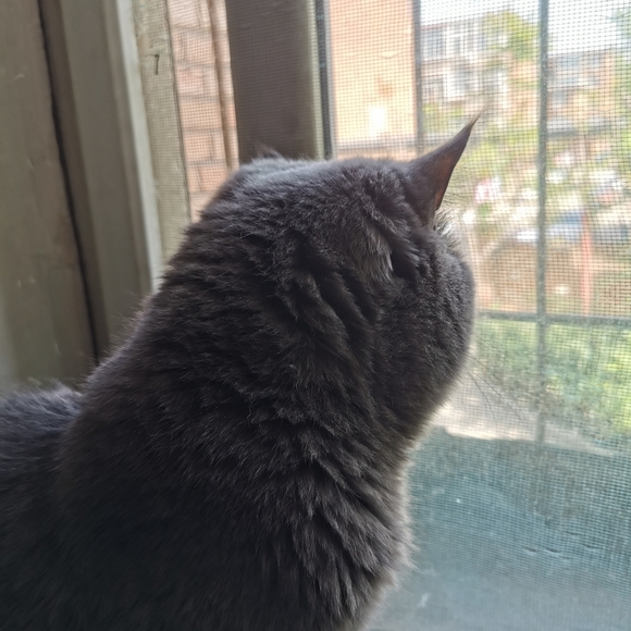 Meet your Posher, Hongjun - Picture 2 of 3